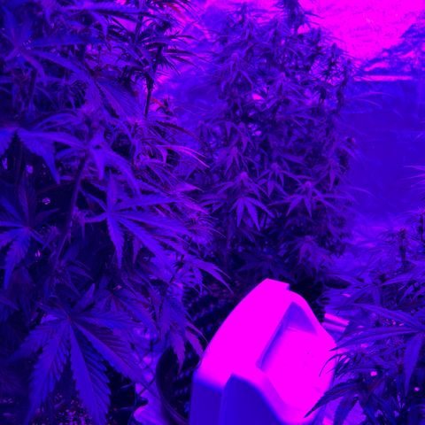 Sticky orange xxl Auto  growlog timeline photo