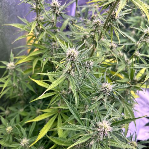 Sticky orange xxl Auto  growlog timeline photo