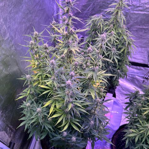 Sticky orange xxl Auto  growlog timeline photo