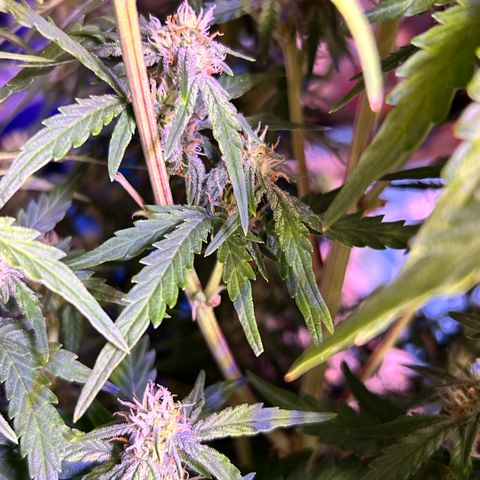 Sticky orange xxl Auto  growlog timeline photo