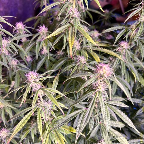 Sticky orange xxl Auto  growlog timeline photo