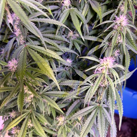 Sticky orange xxl Auto  growlog timeline photo