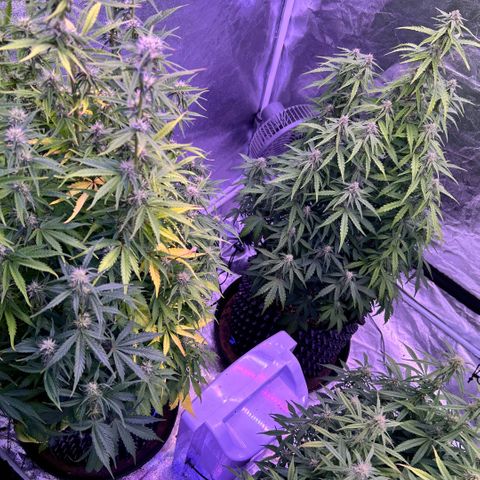 Sticky orange xxl Auto  growlog timeline photo