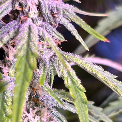 Sticky orange xxl Auto  growlog timeline photo