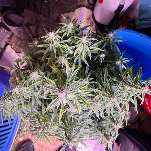 Sticky orange xxl Auto  growlog timeline photo