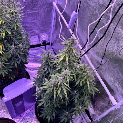Sticky orange xxl Auto  growlog timeline photo