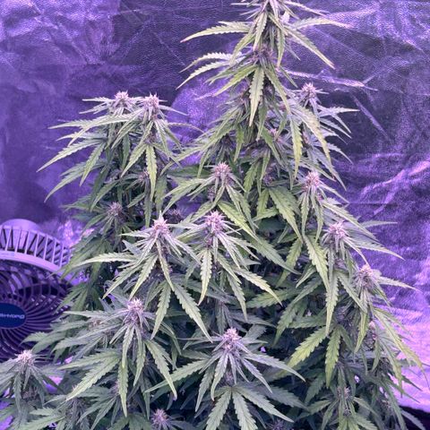 Sticky orange xxl Auto  growlog timeline photo