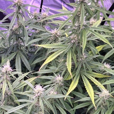 Sticky orange xxl Auto  growlog timeline photo