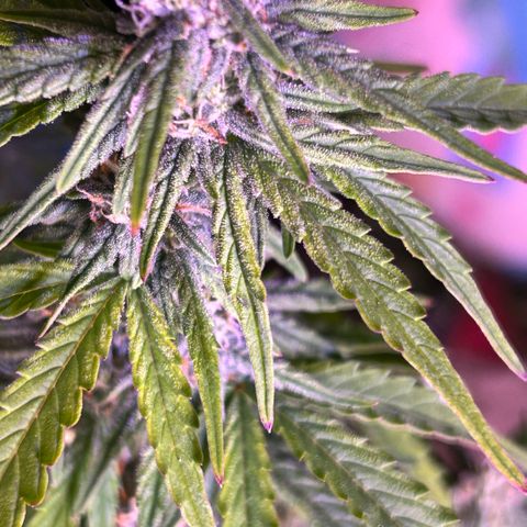 Sticky orange xxl Auto  growlog timeline photo