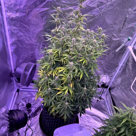 Sticky orange xxl Auto  growlog timeline photo
