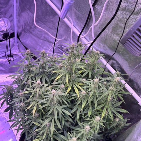Sticky orange xxl Auto  growlog timeline photo
