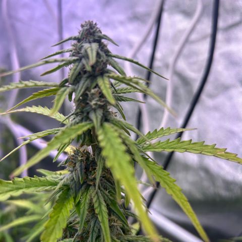 Sticky orange xxl Auto  growlog timeline photo