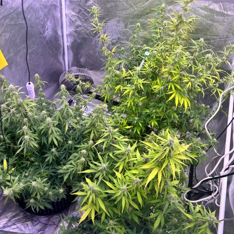 Sticky orange xxl Auto  growlog timeline photo