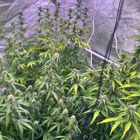 Sticky orange xxl Auto  growlog timeline photo