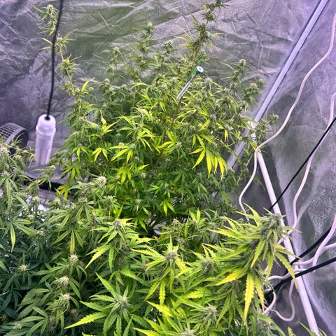 Sticky orange xxl Auto  growlog timeline photo