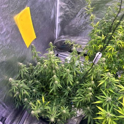 Sticky orange xxl Auto  growlog timeline photo