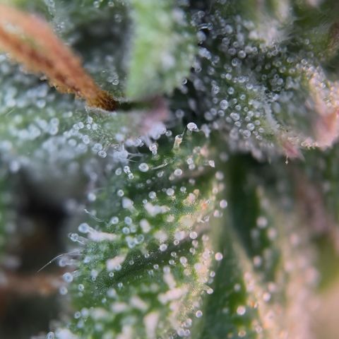 Sticky orange xxl Auto  growlog photo: Eine wurde heute Teil geerntet 