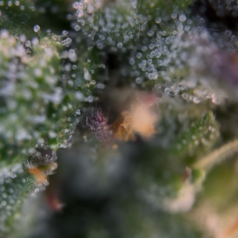 Sticky orange xxl Auto  growlog photo: Eine wurde heute Teil geerntet 