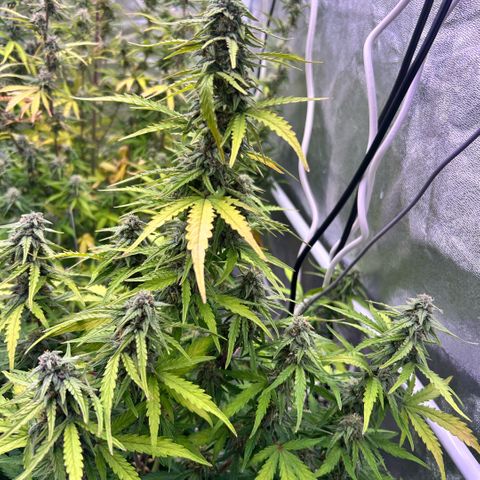 Sticky orange xxl Auto  growlog photo: Eine wurde heute Teil geerntet 