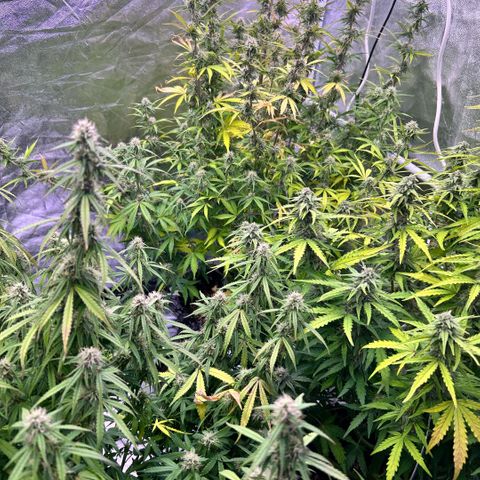 Sticky orange xxl Auto  growlog photo: Eine wurde heute Teil geerntet 