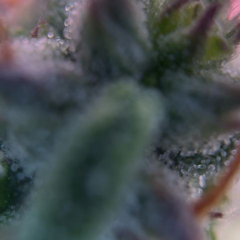 Sticky orange xxl Auto  growlog photo: Eine wurde heute Teil geerntet 