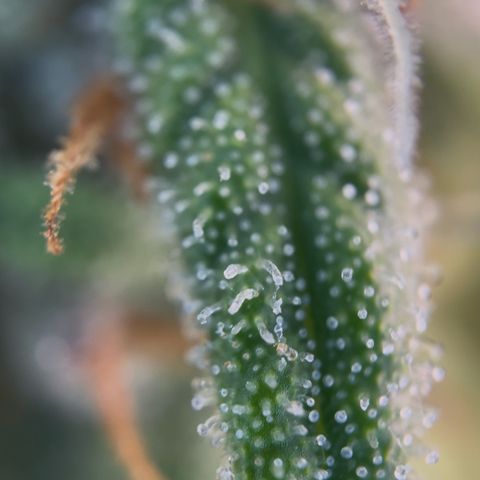 Sticky orange xxl Auto  growlog photo: Eine wurde heute Teil geerntet 