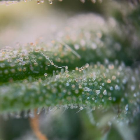 Sticky orange xxl Auto  growlog photo: Eine wurde heute Teil geerntet 