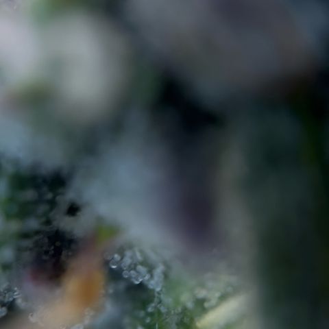 Sticky orange xxl Auto  growlog photo: Eine wurde heute Teil geerntet 
