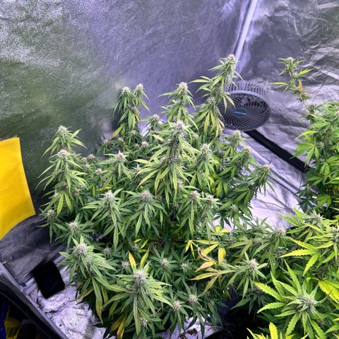 Sticky orange xxl Auto  growlog photo: Eine wurde heute Teil geerntet 