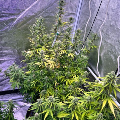 Sticky orange xxl Auto  growlog photo: Eine wurde heute Teil geerntet 