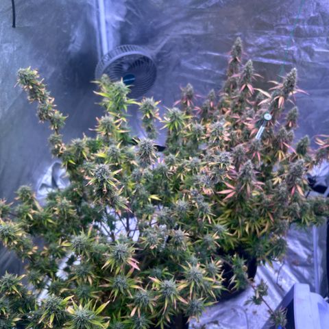 Sticky orange xxl Auto  growlog photo: Ernte reif 