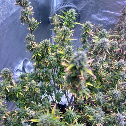 Sticky orange xxl Auto  growlog photo: Ernte reif 