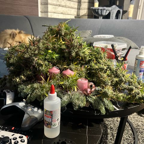 Sticky orange xxl Auto  growlog timeline photo