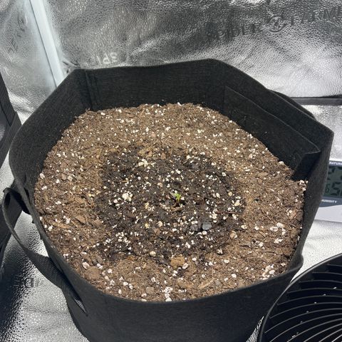 Wedding Cake Auto growlog timeline photo
