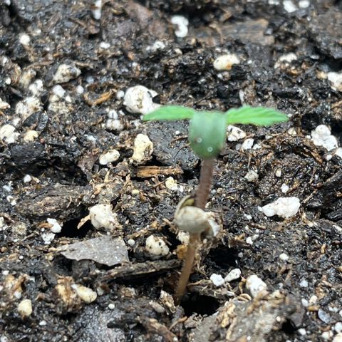Wedding Cake Auto growlog timeline photo