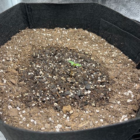 Wedding Cake Auto growlog timeline photo