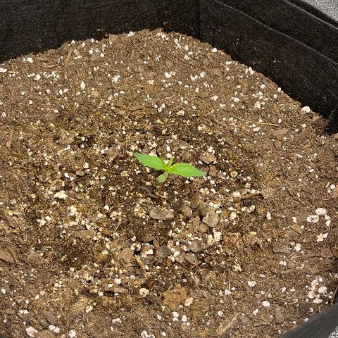 Wedding Cake Auto growlog timeline photo