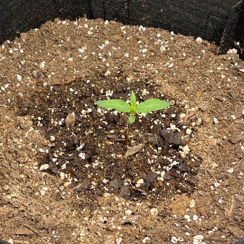 Wedding Cake Auto growlog timeline photo