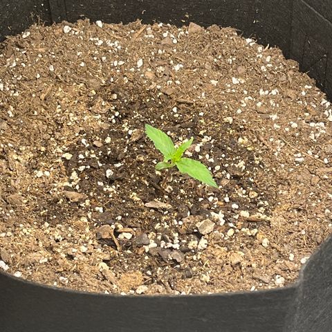 Wedding Cake Auto growlog timeline photo