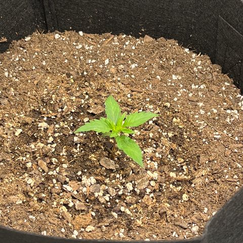 Wedding Cake Auto growlog timeline photo