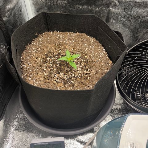 Wedding Cake Auto growlog timeline photo