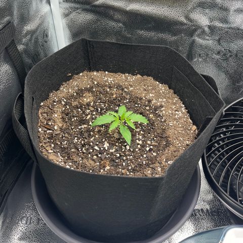 Wedding Cake Auto growlog timeline photo