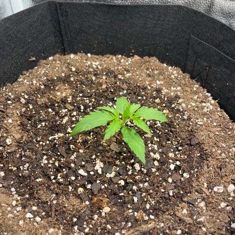 Wedding Cake Auto growlog timeline photo
