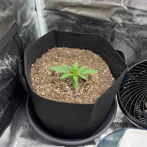 Wedding Cake Auto growlog timeline photo