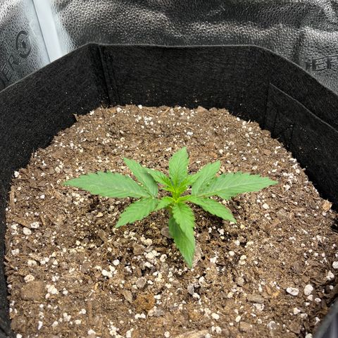 Wedding Cake Auto growlog timeline photo
