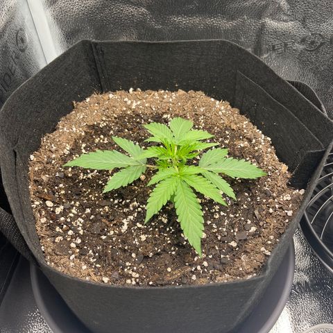 Wedding Cake Auto growlog timeline photo