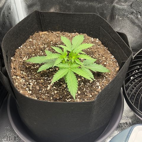 Wedding Cake Auto growlog timeline photo