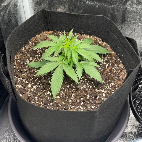 Wedding Cake Auto growlog timeline photo