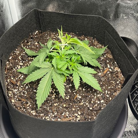 Wedding Cake Auto growlog photo: More LST