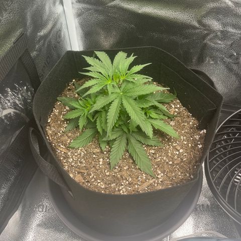 Wedding Cake Auto growlog timeline photo